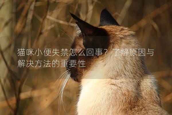 猫咪小便失禁怎么回事？了解原因与解决方法的重要性