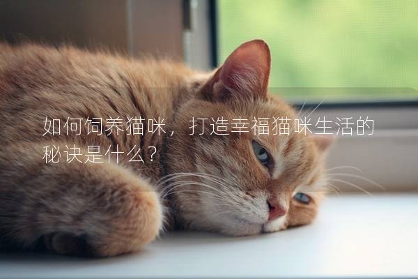 如何饲养猫咪，打造幸福猫咪生活的秘诀是什么？