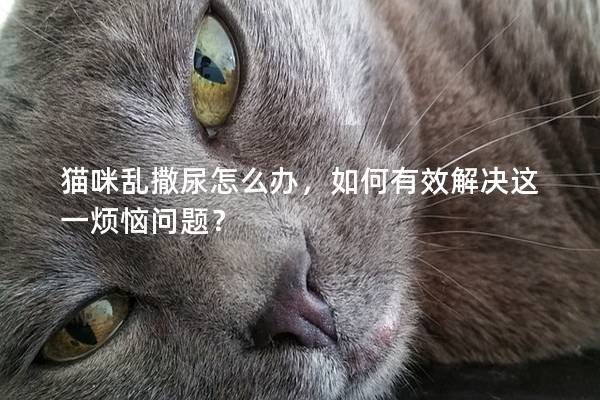 猫咪乱撒尿怎么办，如何有效解决这一烦恼问题？