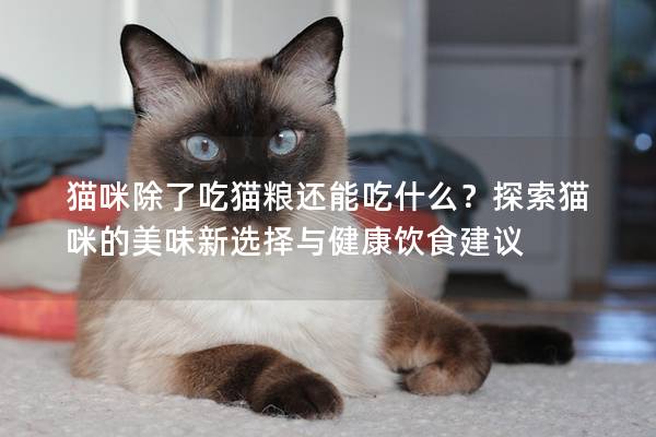 猫咪除了吃猫粮还能吃什么？探索猫咪的美味新选择与健康饮食建议