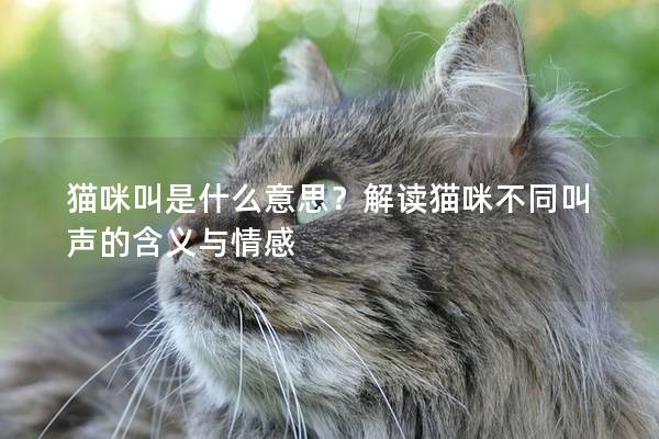 猫咪叫是什么意思？解读猫咪不同叫声的含义与情感