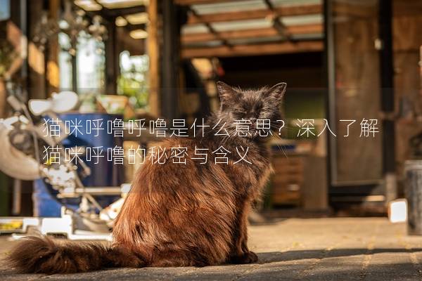 猫咪呼噜呼噜是什么意思？深入了解猫咪呼噜的秘密与含义