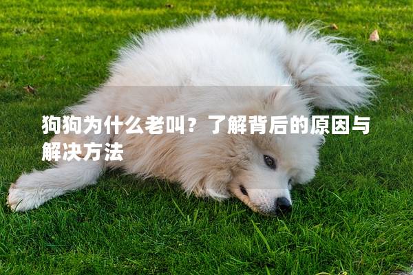 狗狗为什么老叫？了解背后的原因与解决方法