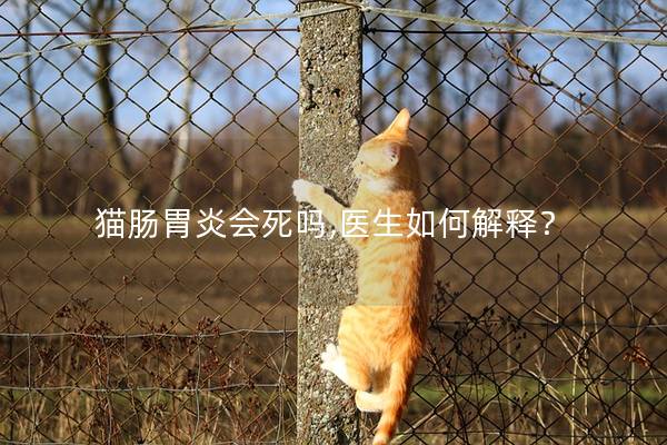 猫肠胃炎会死吗,医生如何解释？