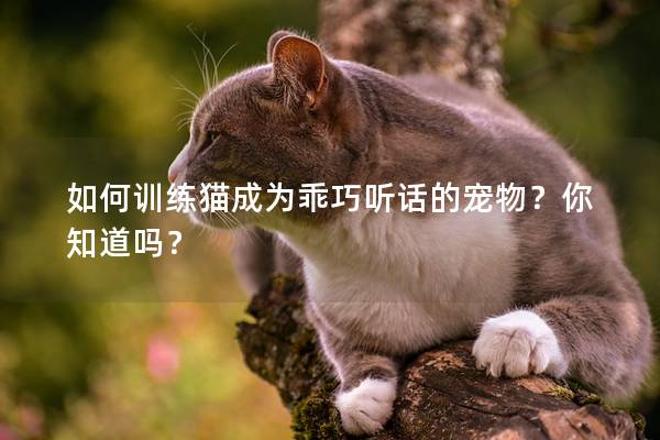 如何训练猫成为乖巧听话的宠物？你知道吗？