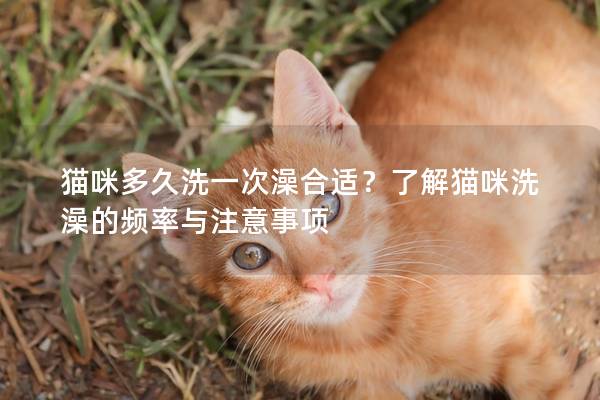 猫咪多久洗一次澡合适？了解猫咪洗澡的频率与注意事项