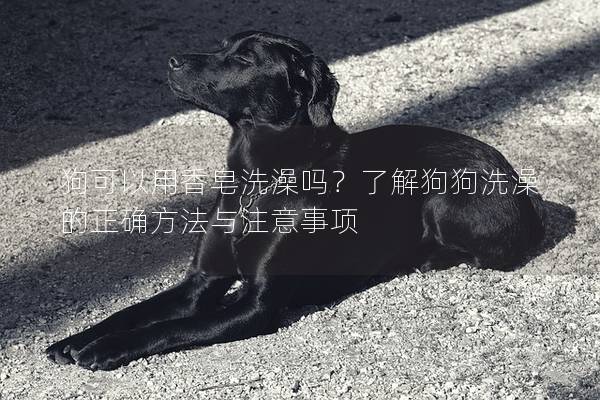 狗可以用香皂洗澡吗？了解狗狗洗澡的正确方法与注意事项