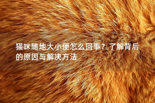 猫咪随地大小便怎么回事？了解背后的原因与解决方法