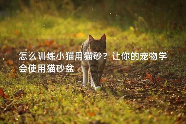 怎么训练小猫用猫砂？让你的宠物学会使用猫砂盆