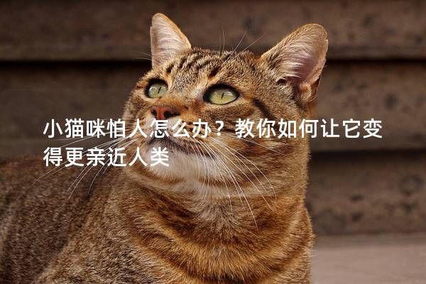 小猫咪怕人怎么办？教你如何让它变得更亲近人类