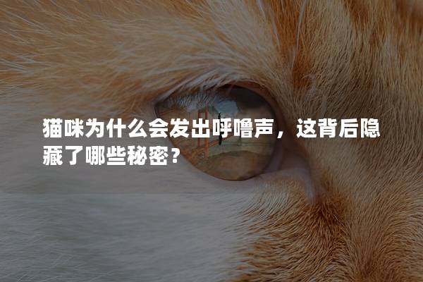 猫咪为什么会发出呼噜声，这背后隐藏了哪些秘密？