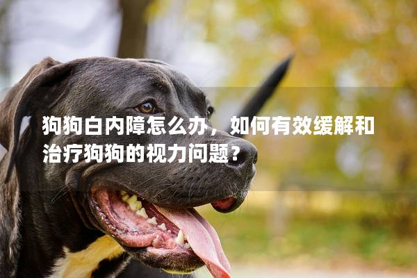 狗狗白内障怎么办，如何有效缓解和治疗狗狗的视力问题？