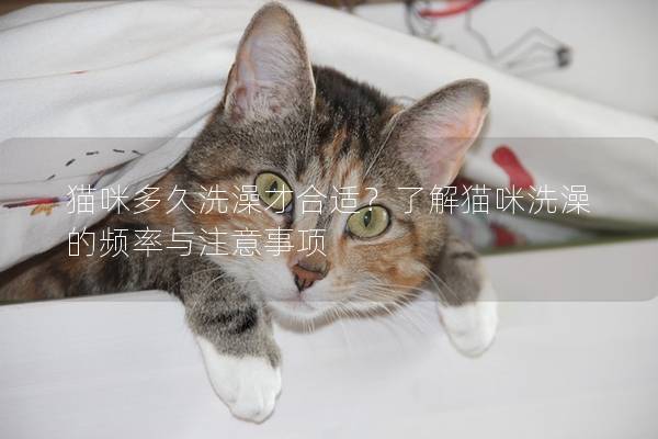 猫咪多久洗澡才合适？了解猫咪洗澡的频率与注意事项