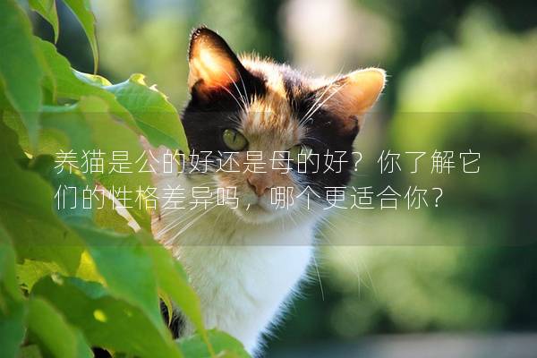 养猫是公的好还是母的好？你了解它们的性格差异吗，哪个更适合你？