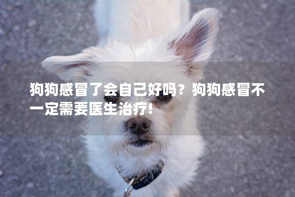 狗狗感冒了会自己好吗？狗狗感冒不一定需要医生治疗!