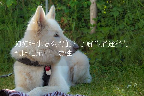 狗狗细小怎么得的？了解传播途径与预防措施的重要性