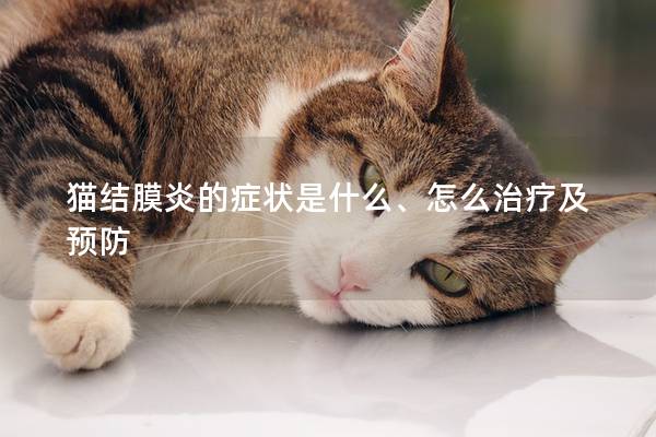 猫结膜炎的症状是什么、怎么治疗及预防