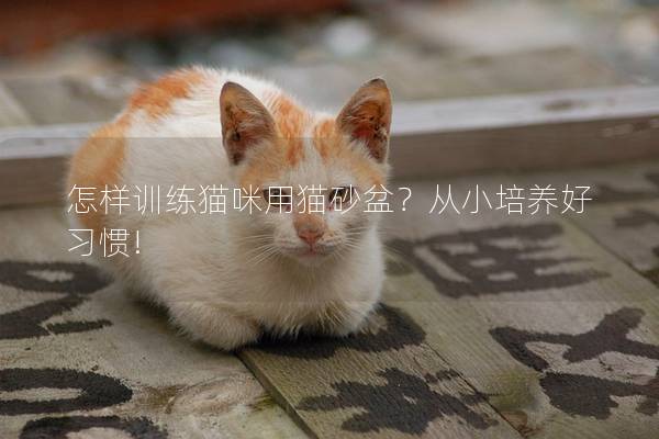 怎样训练猫咪用猫砂盆？从小培养好习惯!