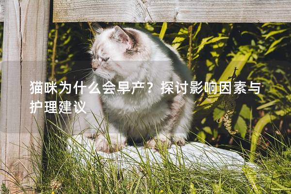 猫咪为什么会早产？探讨影响因素与护理建议