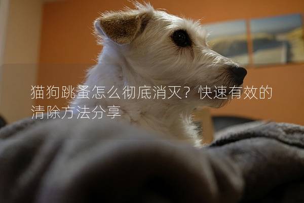 猫狗跳蚤怎么彻底消灭？快速有效的清除方法分享