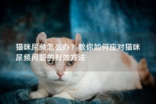 猫咪尿频怎么办？教你如何应对猫咪尿频问题的有效方法