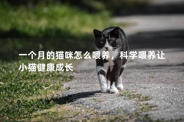 一个月的猫咪怎么喂养，科学喂养让小猫健康成长