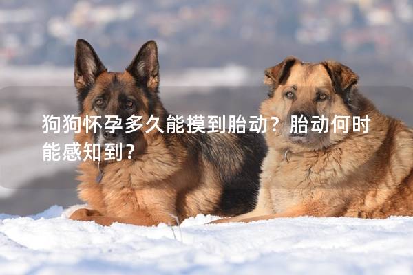 狗狗怀孕多久能摸到胎动？胎动何时能感知到？