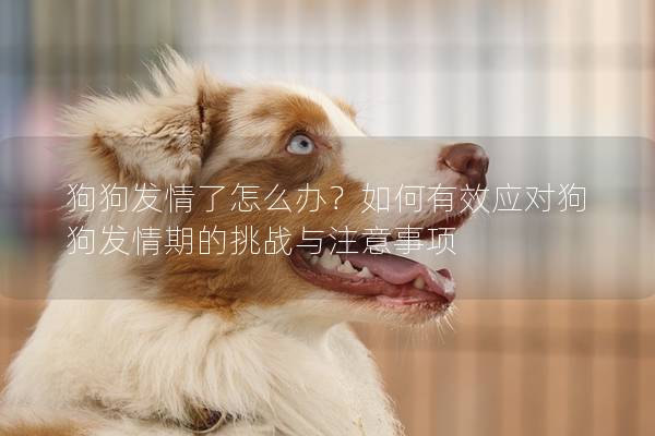 狗狗发情了怎么办？如何有效应对狗狗发情期的挑战与注意事项