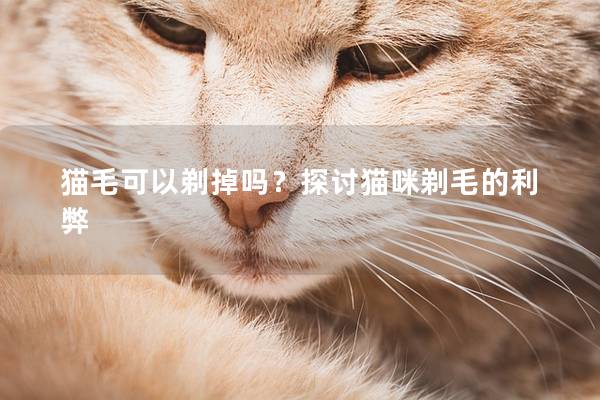 猫毛可以剃掉吗？探讨猫咪剃毛的利弊