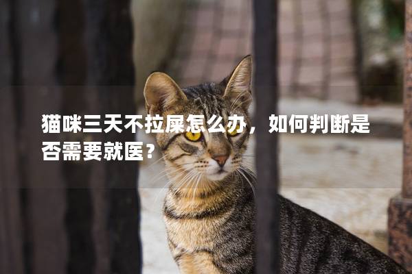 猫咪三天不拉屎怎么办，如何判断是否需要就医？