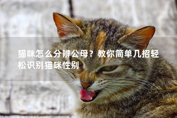 猫咪怎么分辨公母？教你简单几招轻松识别猫咪性别