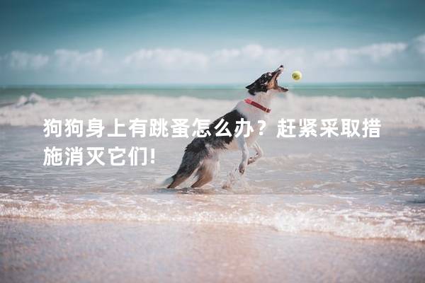 狗狗身上有跳蚤怎么办？赶紧采取措施消灭它们!