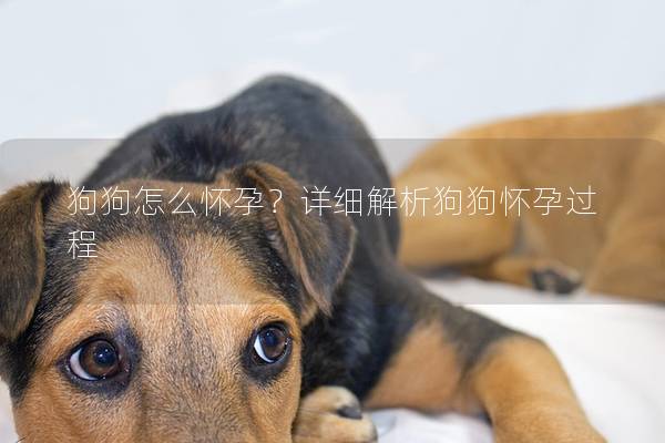 狗狗怎么怀孕？详细解析狗狗怀孕过程