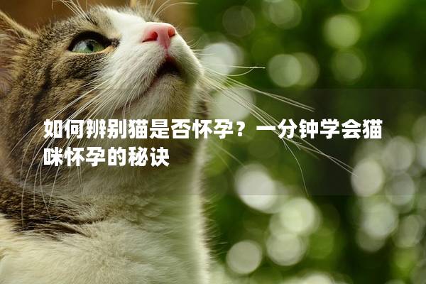 如何辨别猫是否怀孕？一分钟学会猫咪怀孕的秘诀