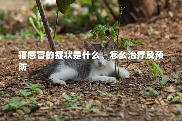 猫感冒的症状是什么、怎么治疗及预防