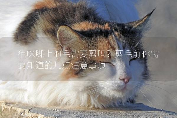 猫咪脚上的毛需要剪吗？剪毛前你需要知道的几点注意事项