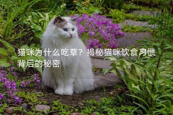 猫咪为什么吃草？揭秘猫咪饮食习惯背后的秘密