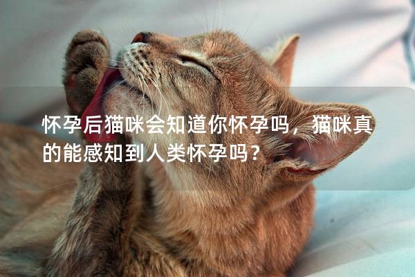 怀孕后猫咪会知道你怀孕吗，猫咪真的能感知到人类怀孕吗？