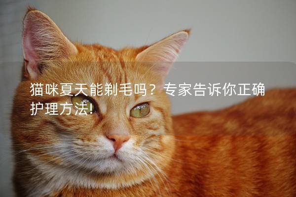 猫咪夏天能剃毛吗？专家告诉你正确护理方法!