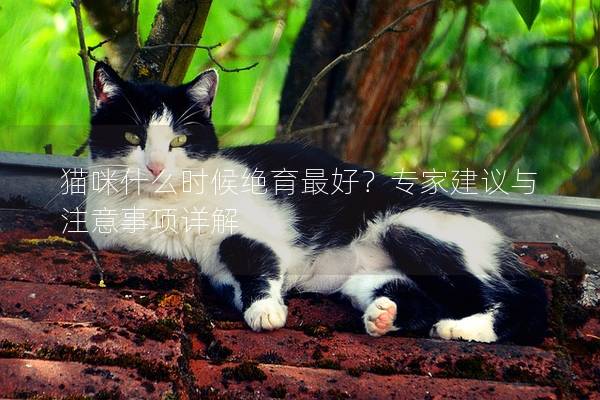 猫咪什么时候绝育最好？专家建议与注意事项详解