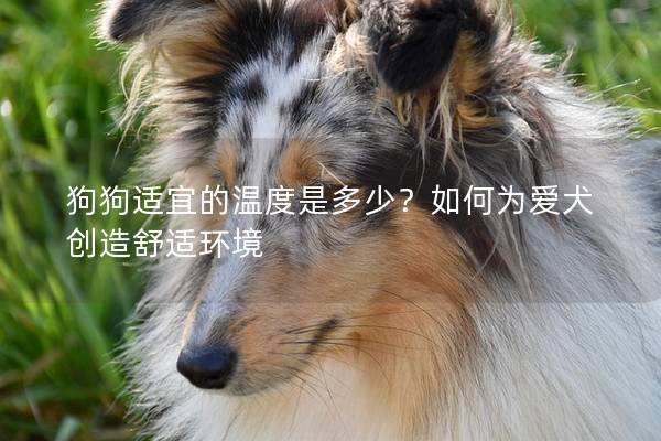 狗狗适宜的温度是多少？如何为爱犬创造舒适环境