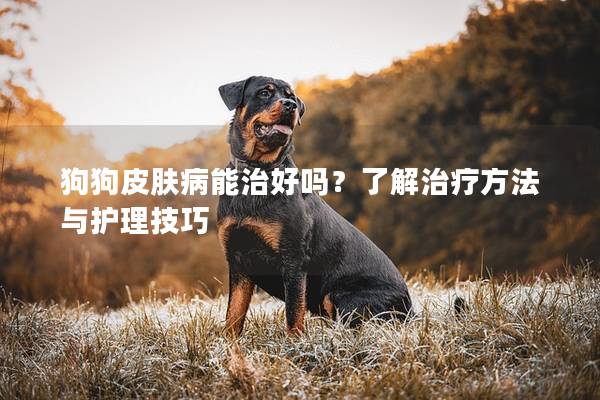 狗狗皮肤病能治好吗？了解治疗方法与护理技巧