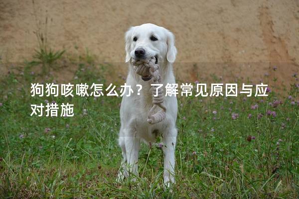 狗狗咳嗽怎么办？了解常见原因与应对措施