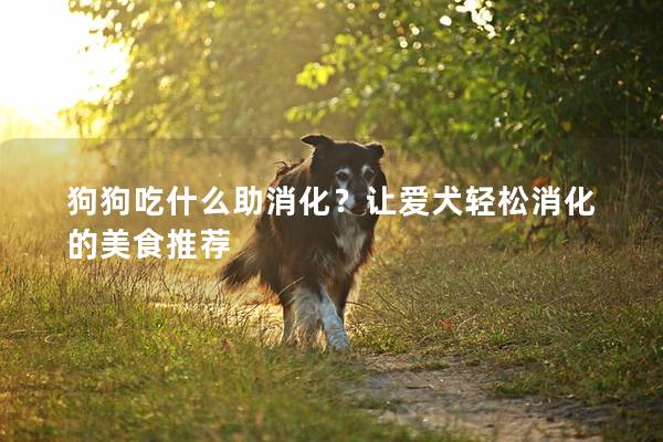 狗狗吃什么助消化？让爱犬轻松消化的美食推荐