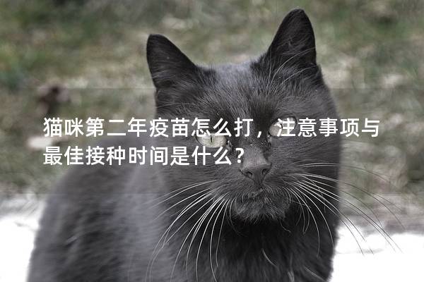 猫咪第二年疫苗怎么打，注意事项与最佳接种时间是什么？