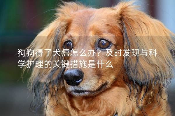 狗狗得了犬瘟怎么办？及时发现与科学护理的关键措施是什么