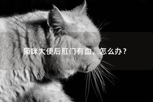 猫咪大便后肛门有血，怎么办？