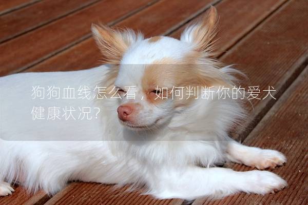 狗狗血线怎么看，如何判断你的爱犬健康状况？