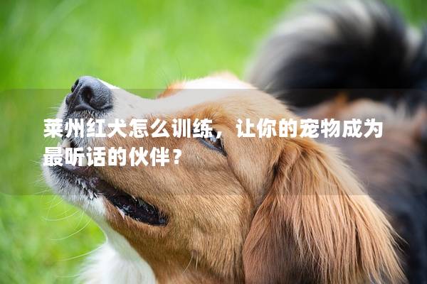 莱州红犬怎么训练，让你的宠物成为最听话的伙伴？