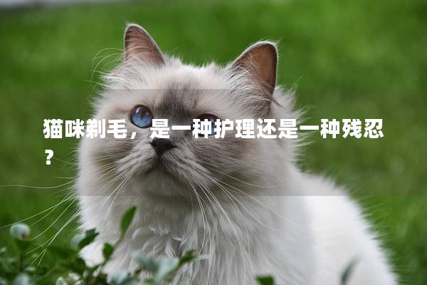 猫咪剃毛，是一种护理还是一种残忍？